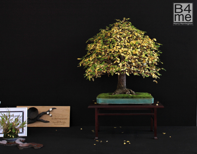 bonsai